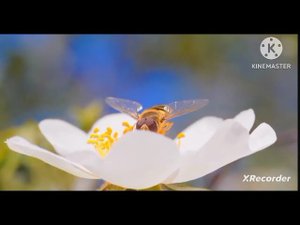 мы родились в сибири//на 3 дня//обзор канала