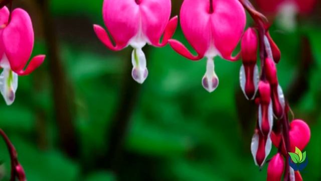 Corazón Sangrante: tipos, imágenes, explicación, hábitat смотреть онлайн