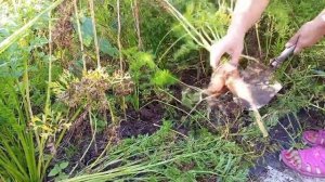 Выкапываю морковь 31 августа 2024. Сорт Лосиноостровская