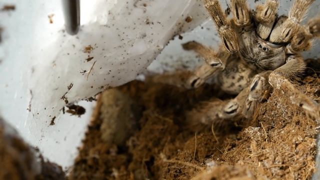 Odbieram KOKON od WŚCIEKŁEJ Heteroscodra maculata - spidersonline.pl
