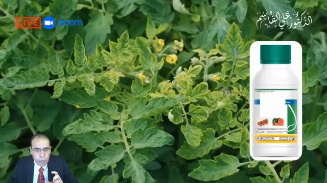 فوائد البندورة وتاثيرها على مريض السكري والسكر التراكمي وضغط الدم | هل تصلح الطماطم لمرضى السكر смотреть онлайн