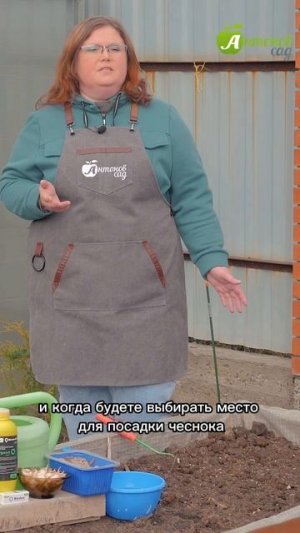 Когда сажать яровой чеснок?!