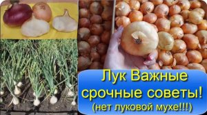 Лук Сделайте так при посадке лука the ONION для большого урожая Нет луковой мухе