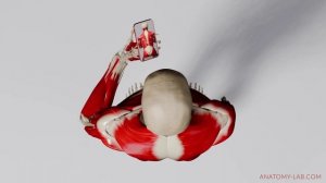 Переднее положение головы (перевод)