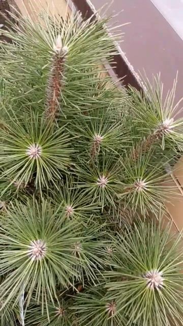 🌲Тис Шар | Telegram: https://t.me/love_is_hvoiny_dvorik смотреть онлайн