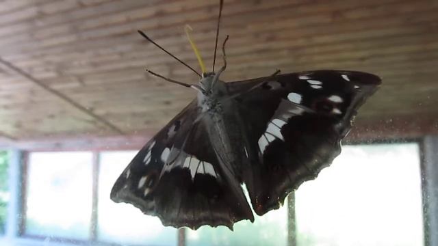 Veliki spreminjavček, Purple Emperor (Apatura iris) 1/3 смотреть онлайн