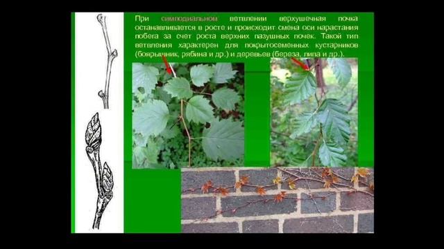 Типы Ветвления.