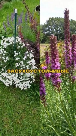 Эти Сочетания Выдержат Жару и Украсят Сад🌼☀️