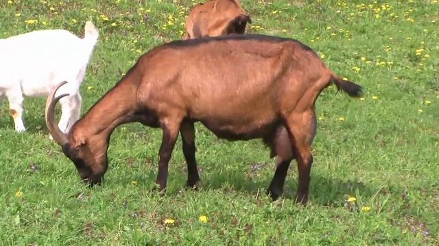 Alpesi kecskék 2017 Alpine goats in Hungary смотреть онлайн