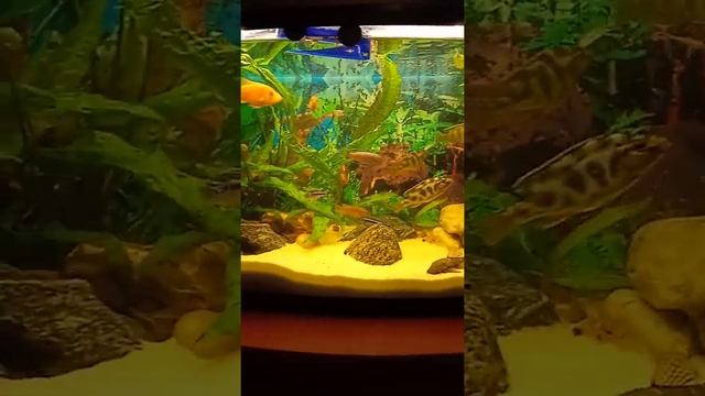 Меланохромис Йохани отметали икру смотреть онлайн