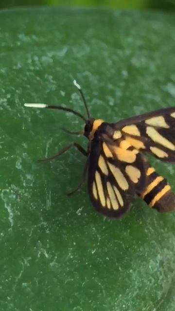 Better stay here❤️ Amata Huebneri #shorts #likes #life #waspmoth смотреть онлайн