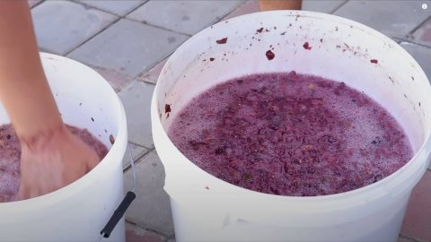 ВИНО из ВИНОГРАДА!! Как приготовить вкусное домашнее вино из винограда простой рецепт