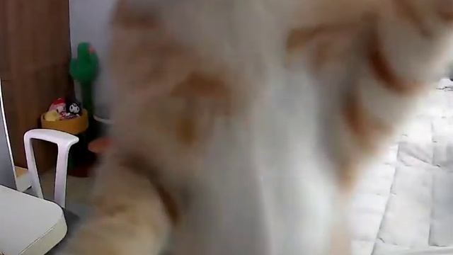 Kitten trying to find the source of owners voice from camera смотреть онлайн
