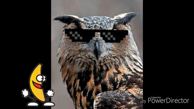 Крутая музыка от совы #1 смотреть онлайн