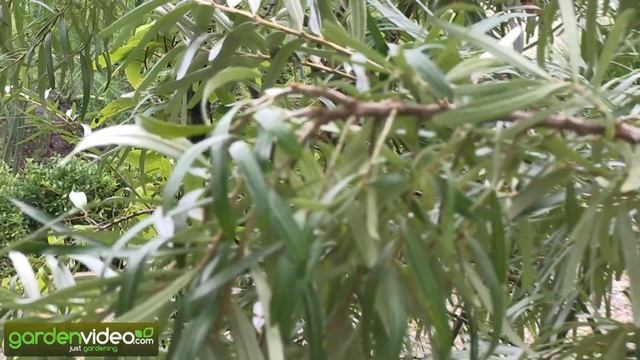 Russian Varieties of the Sea Buckthorn смотреть онлайн