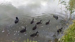 Лысухи