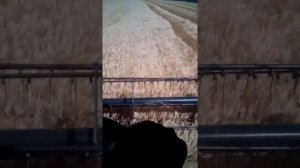 Начала уборки 2018. Комбайн New Holland CSX 7080.