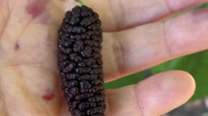 Tice Mulberry Madness🤣 Delicious Fl.  Native Tree..Morus Rubra Hybrid 3/31/23 central Fl. zone 9b