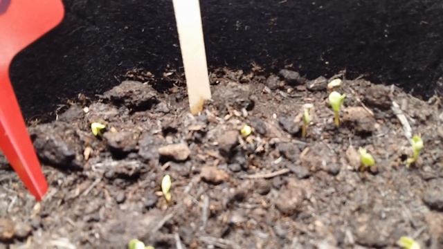 24 day hydroponic vienna radish, with the SF1000 Spider farmer grow light in a tent