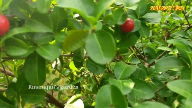 Barbados cherries taste review and forminhg information|telugu| Ramanujan's garden. смотреть онлайн