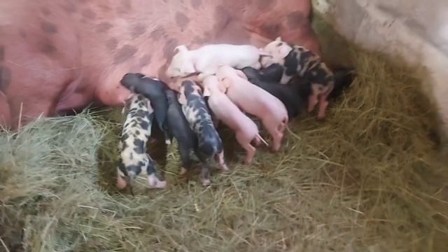 с двумя опоросами я не справился смотреть онлайн