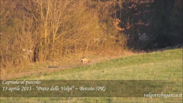 Capriolo al pascolo - 13 aprile 2015 - “Prato delle Volpi” – Berceto (PR) смотреть онлайн