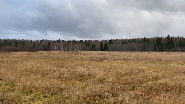ОХОТА НА ТЕТЕРЕВА С ПОДХОДА #охота #тетерев #охотники #лес #привада #лабаз #кабан