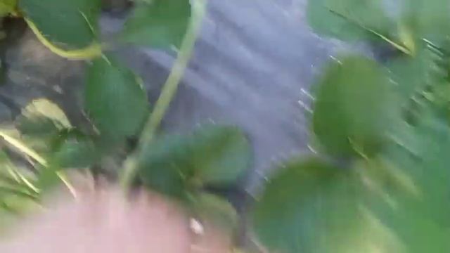 Обзор кустиков клубники + персик + хрущи))) смотреть онлайн