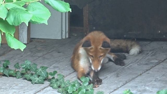 Дикий Лис просыпается на чердаке...