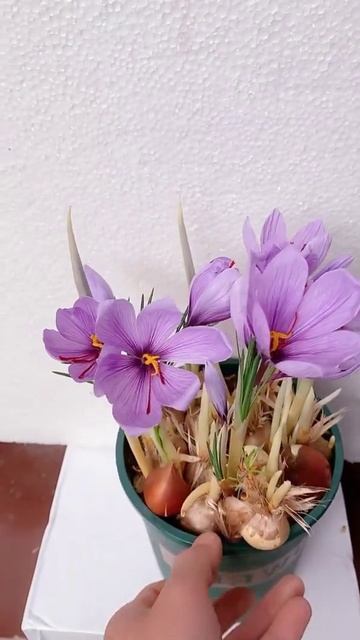 grow flowers and plants quickly  how to grow flower from seed Shorts Short Growing_flowers