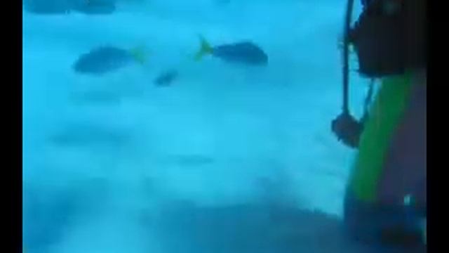 Potato Cod 01 смотреть онлайн