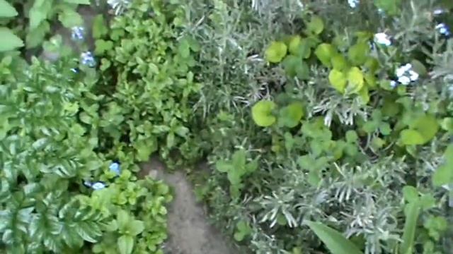 Witchy Garden - Early Spring смотреть онлайн