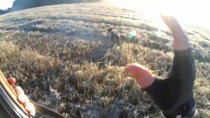 Охота на перепела в сентябре со спаниелем