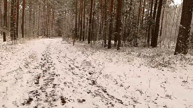 Обычная прогулка по лесной дороге по первому снегу. смотреть онлайн