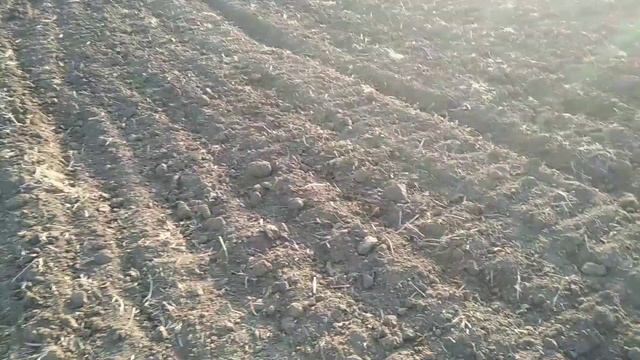 Посів озимої пшениці. після сої по дисковці #мтз #simulta 2500 смотреть онлайн