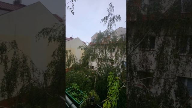 БФ "Крок Вперед-Україна!" та ФОП Шакал Д. М. nadaje na żywo смотреть онлайн