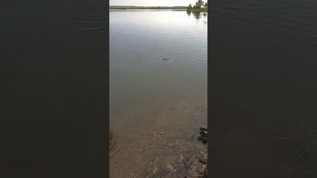 Трофей на рыбалке. Судак на 6кг смотреть онлайн