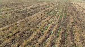 Всходы рапса 2023 года.