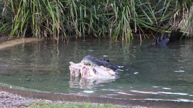 Elvis the Crocodile Eating смотреть онлайн