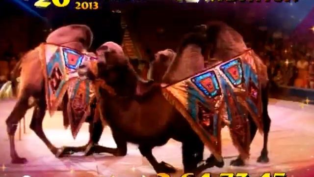 Цирк Никулина 15 смотреть онлайн