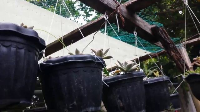 hanging money plants #pothos #succulents #cactus and more