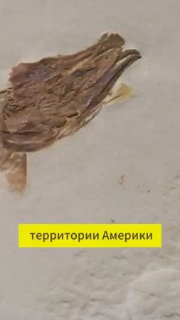 Вымерший вид щуки