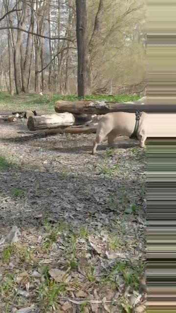 2025. 04. 21 Локи БЛ /3 сезон 1 серия смотреть онлайн