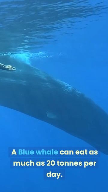 How much does a Blue whale eat? смотреть онлайн