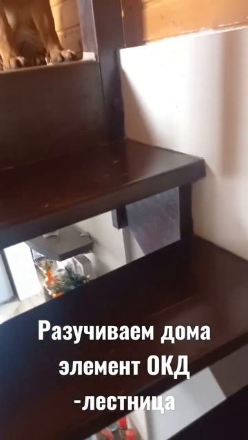 Немецкая овчарка девочка 4месяца смотреть онлайн