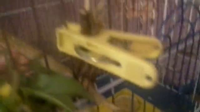 Мы с Гошей пытались снять VLOG смотреть онлайн