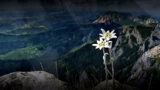 Es war ein Edelweiß смотреть онлайн