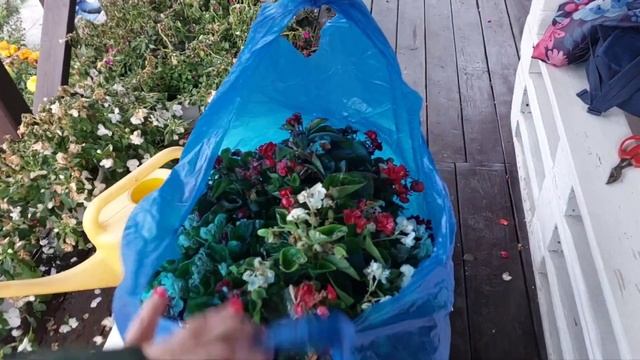 Убираем осенью огород. Огурцы в открытом грунте до октября. Борьба с грызунами.