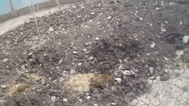 Посадка кабачка мой самый эффективный способ