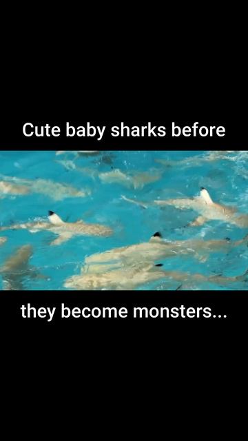 Baby sharks are cute to cuddle